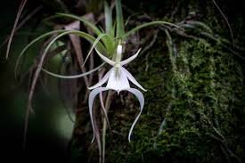Orchidée fantôme